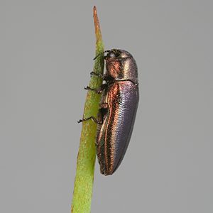 Stanwatkinsius lindi, PL0812C, female, on Hakea cycloptera, EP, 7.1 × 2.9 mm